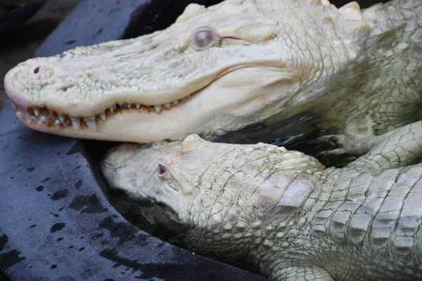 Albino Gator Water — Stok fotoğraf