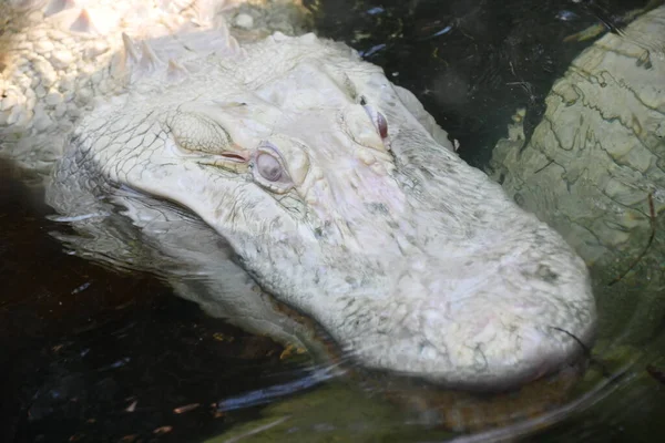 Albino Gator Water — Photo