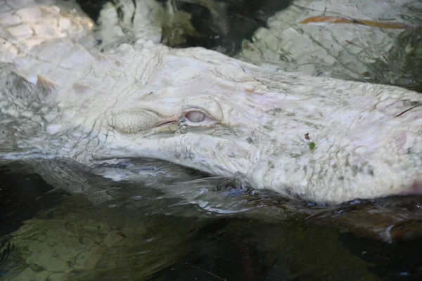 Albino Gator Water — Fotografia de Stock