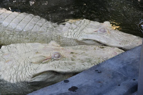 Albino Gator Water — Stok fotoğraf