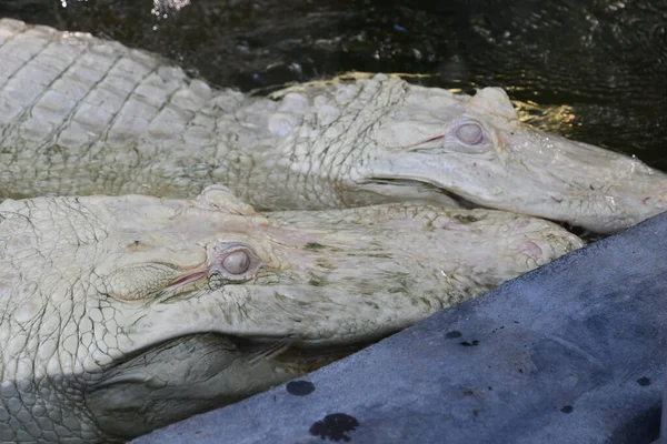 Albino Gator Water — Stok fotoğraf