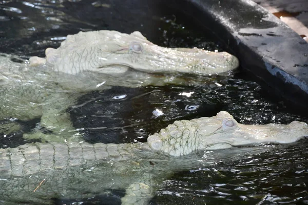 Albino Gator Water — Stok fotoğraf
