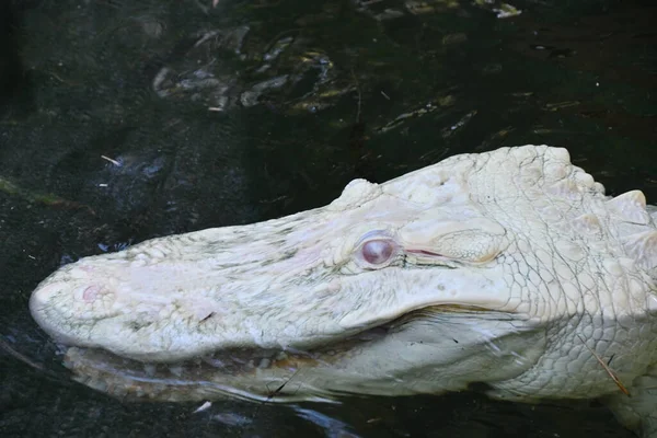 Cocodrilo Albino Agua — Foto de Stock