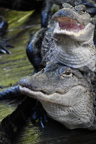 Close Alligator —  Fotos de Stock