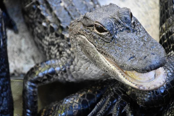 Close Alligator — Fotografia de Stock