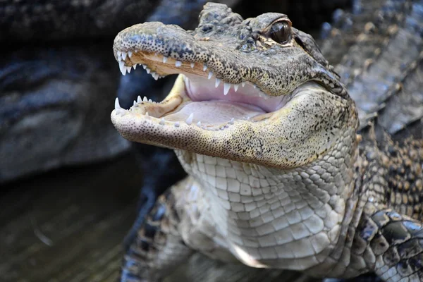 Close Alligator — Stockfoto