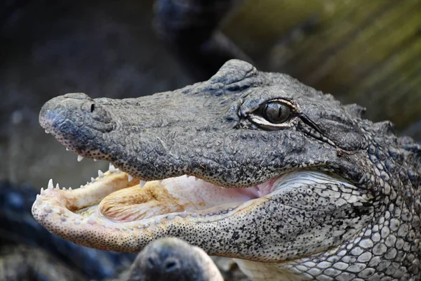 Close Alligator — Stockfoto