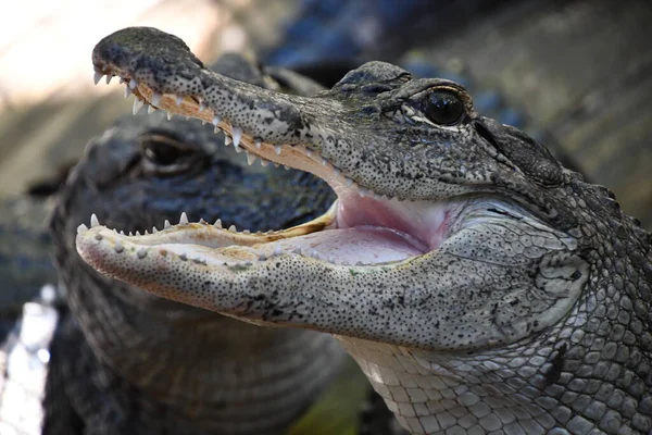 Close Alligator — Stockfoto