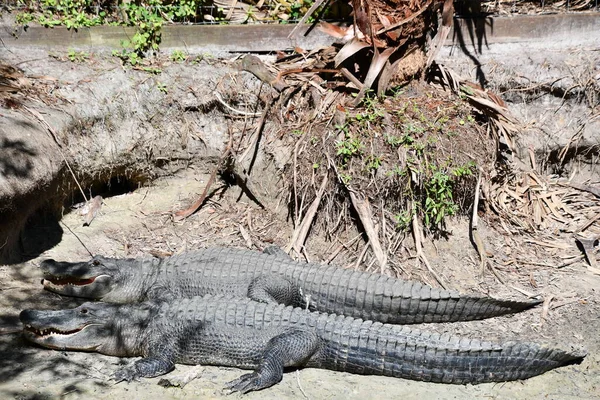 Een Alligator Een Moeras — Stockfoto