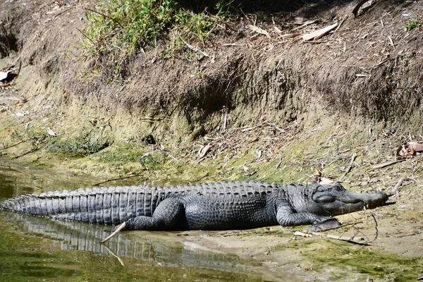 An Alligator in a Swamp