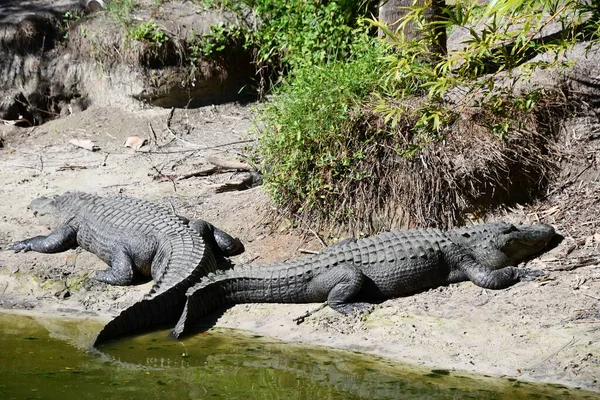 Een Alligator Een Moeras — Stockfoto