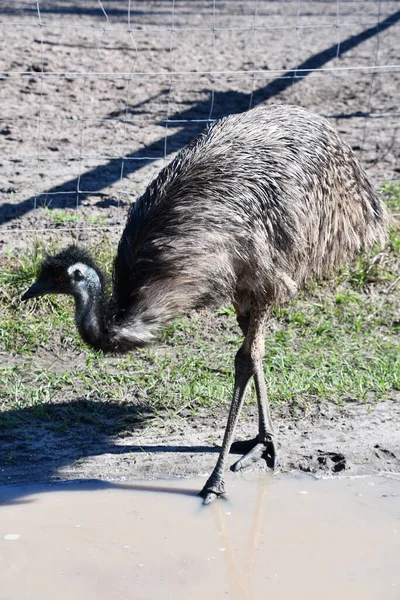 Büyük Bir Emu Kuşu — Stok fotoğraf