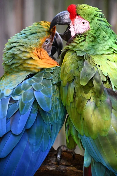 Uccello Ara Pappagallo — Foto Stock