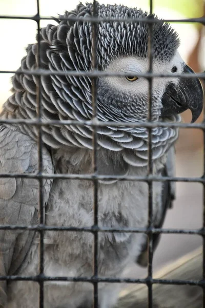 Parrot Macaw Bird — Stok Foto