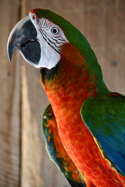 Parrot Macaw Bird — Stockfoto