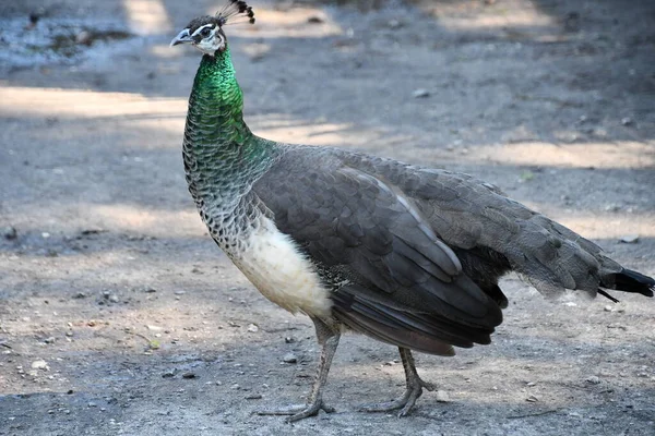 Peacock Zoo — Stock Fotó