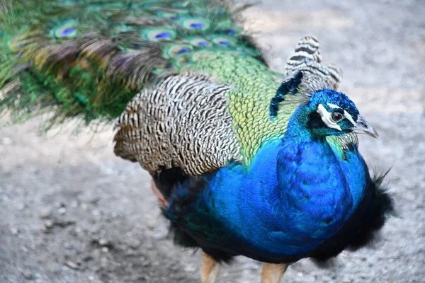 動物園の孔雀 — ストック写真