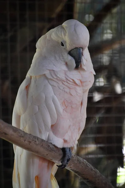 Pájaro Cacatúa Pecho Rosa —  Fotos de Stock