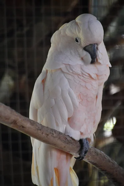 Una Rosa Petto Cockatoo Uccello — Foto Stock