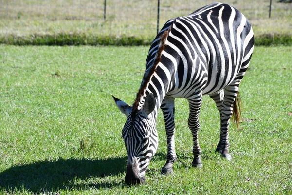 Uma Zebra Zoológico — Fotografia de Stock