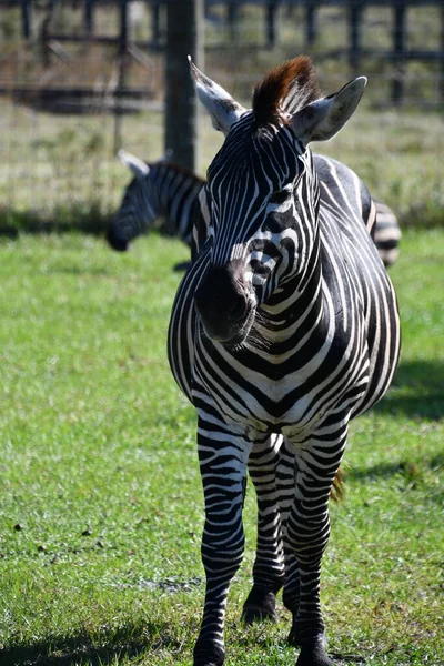 Uma Zebra Zoológico — Fotografia de Stock