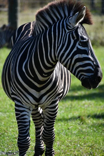 Uma Zebra Zoológico — Fotografia de Stock