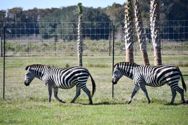 Uma Zebra Zoológico — Fotografia de Stock