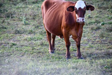 CLERMONT FL - 25 Kasım 2021 'de Clermont, Florida' da görülen Citrus Şovu.