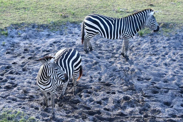 Zebras Out Wild — стокове фото