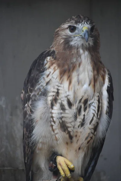 A Hawk Bird in a Cage