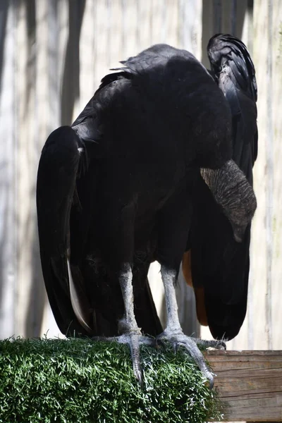 Turkey Vulture Bird — Stock fotografie