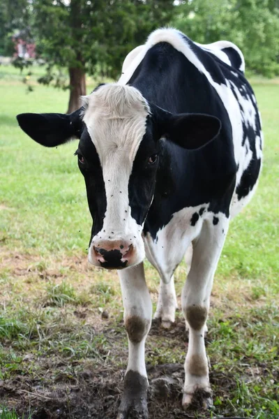 Αγελάδα Αγρόκτημα — Φωτογραφία Αρχείου