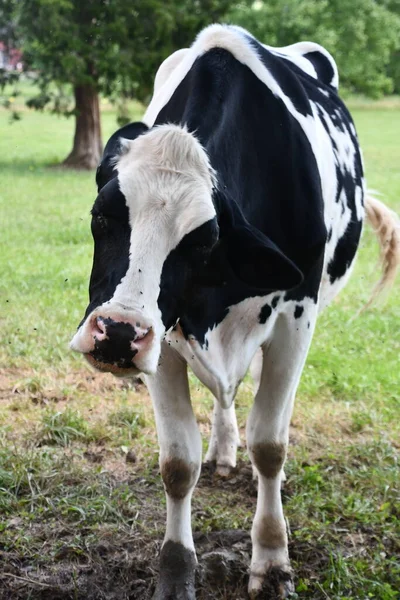 Αγελάδα Αγρόκτημα — Φωτογραφία Αρχείου