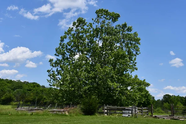 Lambertville April Howell Living History Farm Lambertville New Jersey Aufgenommen — Stockfoto