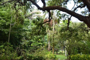 DAVIE FL - AUG 5: Flamingo Gardens in Davie, Florida, as seen on Aug 5, 2022.