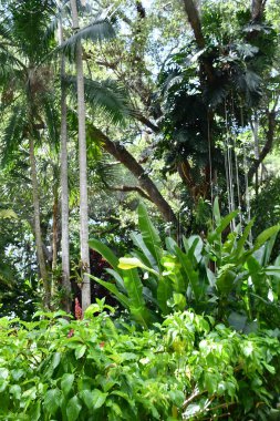 DAVIE FL - AUG 5: Flamingo Gardens in Davie, Florida, as seen on Aug 5, 2022.