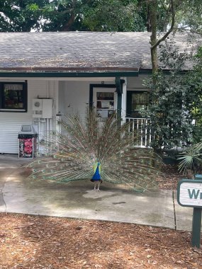 DAVIE FL - 5 Ağustos 2022 'de Davie, Florida' daki Flamingo Gardens 'ta görülen Tavuskuşu.