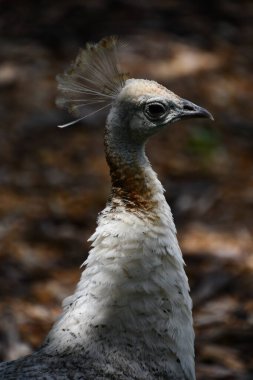 A Peahen in the Wild
