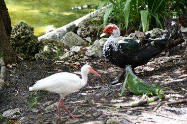 A Pelican Bird in the Wild