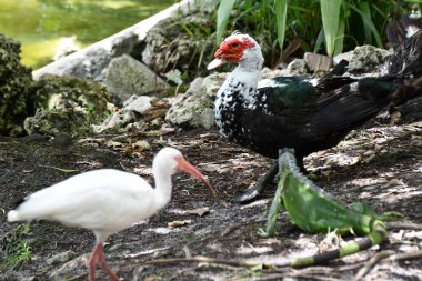 A Pelican Bird in the Wild