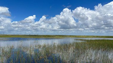 Sawgrass Recreation Park at The Everglades National Park in Fort Lauderdale Florida