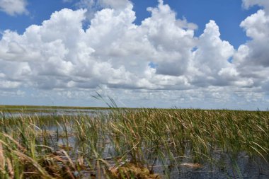 Sawgrass Recreation Park at The Everglades National Park in Fort Lauderdale Florida