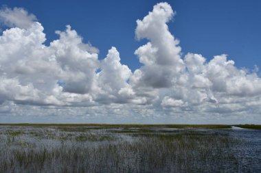 Sawgrass Recreation Park at The Everglades National Park in Fort Lauderdale Florida