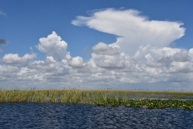 Sawgrass Recreation Park at The Everglades National Park in Fort Lauderdale Florida