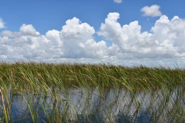Sawgrass Recreation Park at The Everglades National Park in Fort Lauderdale Florida