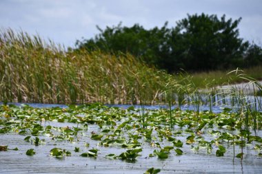 Sawgrass Recreation Park at The Everglades National Park in Fort Lauderdale Florida