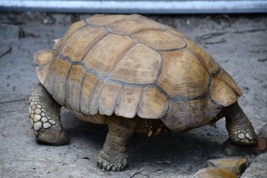 A Brown Tortoise On Land
