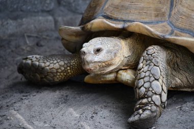 A Brown Tortoise On Land
