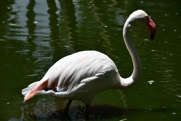 Розовая Птица Фламинго — стоковое фото