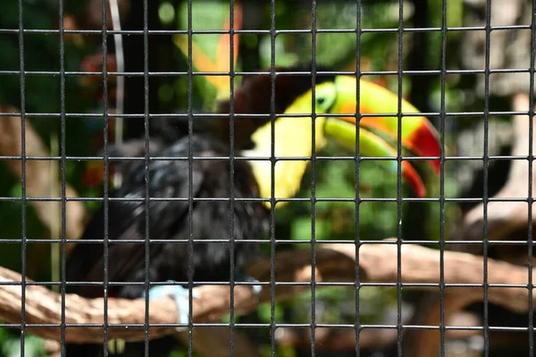 Pájaro Tucán Una Jaula —  Fotos de Stock